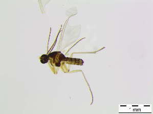  ( - bf-sci-01083)  @11 [ ] CreativeCommons - Attribution Share-Alike (2015) OlsenGammelmo BioFokus