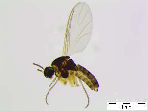  ( - bf-sci-01086)  @11 [ ] CreativeCommons - Attribution Share-Alike (2015) OlsenGammelmo BioFokus