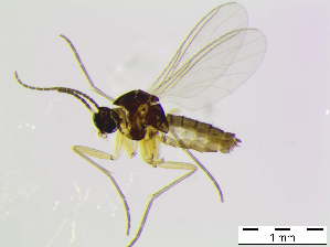  ( - bf-sci-01087)  @11 [ ] CreativeCommons - Attribution Share-Alike (2015) OlsenGammelmo BioFokus