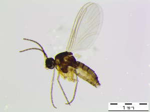  ( - bf-sci-01090)  @11 [ ] CreativeCommons - Attribution Share-Alike (2015) OlsenGammelmo BioFokus