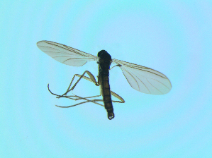  ( - bf-sci-01332)  @11 [ ] CreativeCommons - Attribution Non-Commercial Share-Alike (2016) Oivind Gammelmo BioFokus