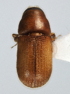  ( - BHJ291)  @13 [ ] No Rights Reserved (2012) Unspecified University Museum of Bergen, Natural History Collections