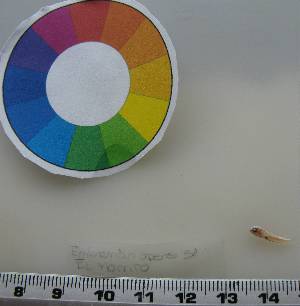  ( - LMG105)  @11 [ ] CreativeCommons - Attribution Non-Commercial Share-Alike (2012) Lisette Molins Universidad Central de Venezuela