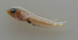  ( - LMG105)  @11 [ ] CreativeCommons - Attribution Non-Commercial Share-Alike (2012) Lisette Molins Universidad Central de Venezuela