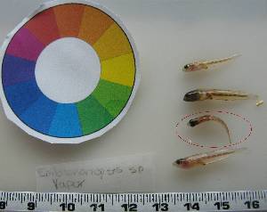  ( - LMG143)  @11 [ ] CreativeCommons - Attribution Non-Commercial Share-Alike (2012) Lisette Molins Universidad Central de Venezuela