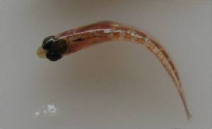  ( - LMG143)  @11 [ ] CreativeCommons - Attribution Non-Commercial Share-Alike (2012) Lisette Molins Universidad Central de Venezuela