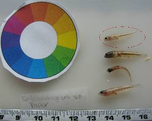  ( - LMG144)  @11 [ ] CreativeCommons - Attribution Non-Commercial Share-Alike (2012) Lisette Molins Universidad Central de Venezuela