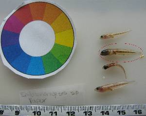  ( - LMG145)  @11 [ ] CreativeCommons - Attribution Non-Commercial Share-Alike (2012) Lisette Molins Universidad Central de Venezuela