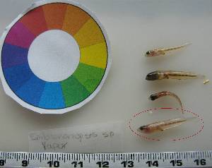  ( - LMG146)  @11 [ ] CreativeCommons - Attribution Non-Commercial Share-Alike (2012) Lisette Molins Universidad Central de Venezuela