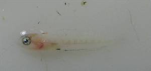  ( - LMG152)  @11 [ ] CreativeCommons - Attribution Non-Commercial Share-Alike (2012) Lisette Molins Universidad Central de Venezuela