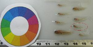  ( - LMG154)  @11 [ ] CreativeCommons - Attribution Non-Commercial Share-Alike (2012) Lisette Molins Universidad Central de Venezuela