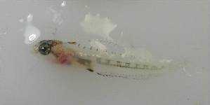  ( - LMG154)  @11 [ ] CreativeCommons - Attribution Non-Commercial Share-Alike (2012) Lisette Molins Universidad Central de Venezuela