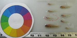  ( - LMG155)  @11 [ ] CreativeCommons - Attribution Non-Commercial Share-Alike (2012) Lisette Molins Universidad Central de Venezuela