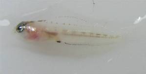  ( - LMG155)  @11 [ ] CreativeCommons - Attribution Non-Commercial Share-Alike (2012) Lisette Molins Universidad Central de Venezuela