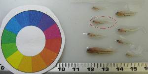  ( - LMG156)  @11 [ ] CreativeCommons - Attribution Non-Commercial Share-Alike (2012) Lisette Molins Universidad Central de Venezuela