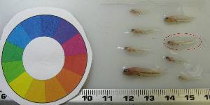  ( - LMG157)  @11 [ ] CreativeCommons - Attribution Non-Commercial Share-Alike (2012) Lisette Molins Universidad Central de Venezuela