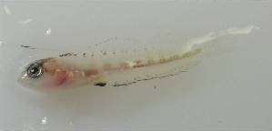  ( - LMG157)  @11 [ ] CreativeCommons - Attribution Non-Commercial Share-Alike (2012) Lisette Molins Universidad Central de Venezuela