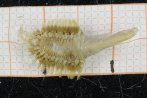  ( - ZMBN150350)  @11 [ ] CreativeCommons-by-nc-sa (2022) UoB University of Bergen, Natural History Collections