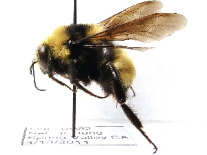  (Bombus crotchii - KJH.528)  @15 [ ] Unspecified (default): All Rights Reserved  Unspecified Unspecified