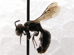  (Hylaeus episcopalis - KJH.4804)  @13 [ ] Unspecified (default): All Rights Reserved  Unspecified Unspecified