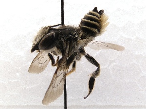  (Megachile coquilletti - KJH.3688)  @14 [ ] Unspecified (default): All Rights Reserved  Unspecified Unspecified