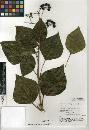  (Hedera canariensis - CCDB-24907-E11)  @11 [ ] CreativeCommons - Attribution Non-Commercial Share-Alike (2015) SDNHM San Diego Natural History Museum