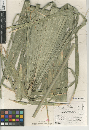  (Washingtonia filifera - CCDB-23397-A03)  @11 [ ] CreativeCommons - Attribution Non-Commercial Share-Alike (2015) SDNHM San Diego Natural History Museum