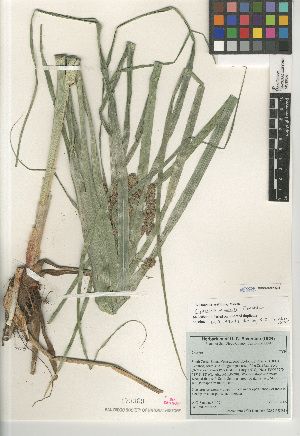  (Cyperus owanii - CCDB-23397-A09)  @11 [ ] CreativeCommons - Attribution Non-Commercial Share-Alike (2015) SDNHM San Diego Natural History Museum