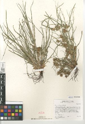  (Cyperus erythrorhizos - CCDB-23397-C09)  @11 [ ] CreativeCommons - Attribution Non-Commercial Share-Alike (2015) SDNHM San Diego Natural History Museum