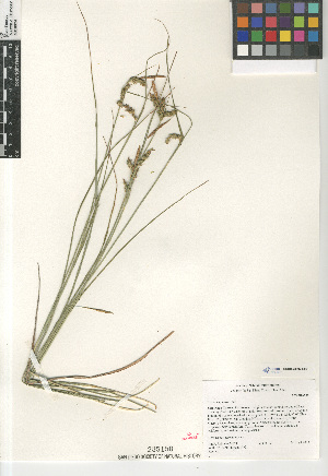  (Carex triquetra - CCDB-23397-E09)  @11 [ ] CreativeCommons - Attribution Non-Commercial Share-Alike (2015) SDNHM San Diego Natural History Museum