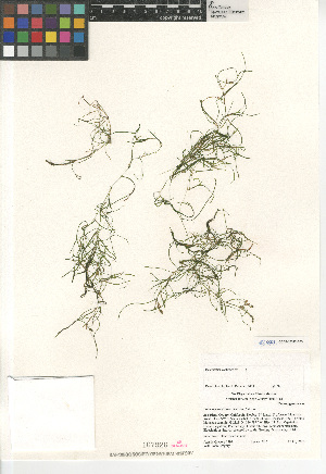  (Potamogeton foliosus foliosus - CCDB-23397-G03)  @11 [ ] CreativeCommons - Attribution Non-Commercial Share-Alike (2015) SDNHM San Diego Natural History Museum