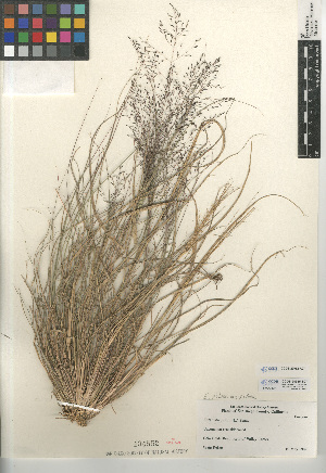  (Eragrostis pilosa var. pilosa - CCDB-24955-B07)  @11 [ ] CreativeCommons - Attribution Non-Commercial Share-Alike (2015) SDNHM San Diego Natural History Museum