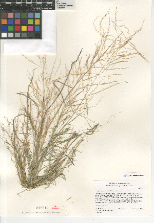  (Eragrostis pectinacea pectinacea - CCDB-23952-B07)  @11 [ ] CreativeCommons - Attribution Non-Commercial Share-Alike (2015) SDNHM San Diego Natural History Museum