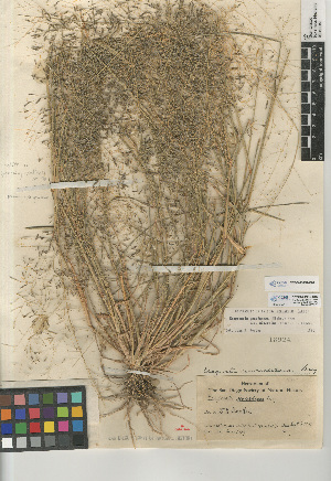  (Eragrostis pectinacea miserrima - CCDB-23952-C07)  @11 [ ] CreativeCommons - Attribution Non-Commercial Share-Alike (2015) SDNHM San Diego Natural History Museum