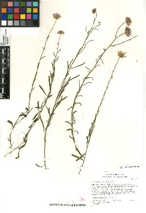  (Erigeron foliosus foliosus - CCDB-23964-A05)  @11 [ ] CreativeCommons - Attribution Non-Commercial Share-Alike (2015) SDNHM San Diego Natural History Museum