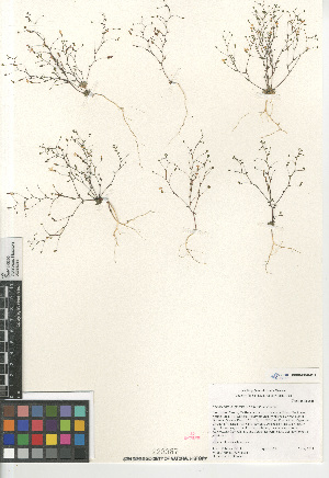  (Nemacladus longiflorus - CCDB-23964-B12)  @11 [ ] CreativeCommons - Attribution Non-Commercial Share-Alike (2015) SDNHM San Diego Natural History Museum