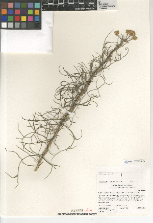  (Senecio flaccidus douglasii - CCDB-23964-D10)  @11 [ ] CreativeCommons - Attribution Non-Commercial Share-Alike (2015) SDNHM San Diego Natural History Museum