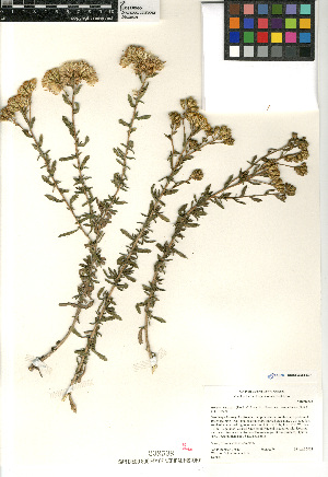  (Isocoma menziesii - CCDB-23964-E07)  @11 [ ] CreativeCommons - Attribution Non-Commercial Share-Alike (2015) SDNHM San Diego Natural History Museum