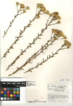  (Isocoma menziesii menziesii - CCDB-23964-F07)  @11 [ ] CreativeCommons - Attribution Non-Commercial Share-Alike (2015) SDNHM San Diego Natural History Museum