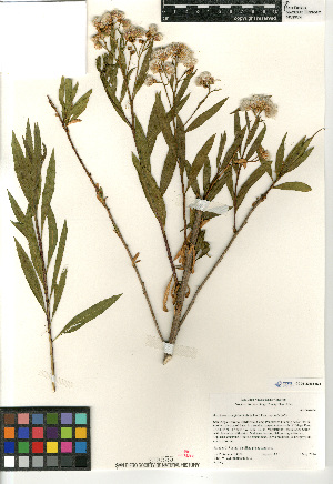  (Baccharis salicifolia - CCDB-23964-H04)  @11 [ ] CreativeCommons - Attribution Non-Commercial Share-Alike (2015) SDNHM San Diego Natural History Museum