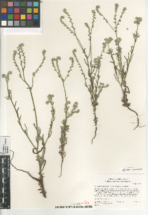  (Cryptantha intermedia intermedia - CCDB-24804-A02)  @11 [ ] CreativeCommons - Attribution Non-Commercial Share-Alike (2015) SDNHM San Diego Natural History Museum