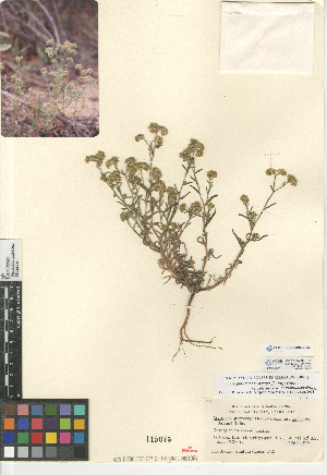  (Cryptantha pterocarya pseudocycloptera - CCDB-24804-B03)  @11 [ ] CreativeCommons - Attribution Non-Commercial Share-Alike (2015) SDNHM San Diego Natural History Museum