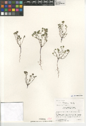  (Cryptantha micrantha lepida - CCDB-24804-B04)  @11 [ ] CreativeCommons - Attribution Non-Commercial Share-Alike (2015) SDNHM San Diego Natural History Museum