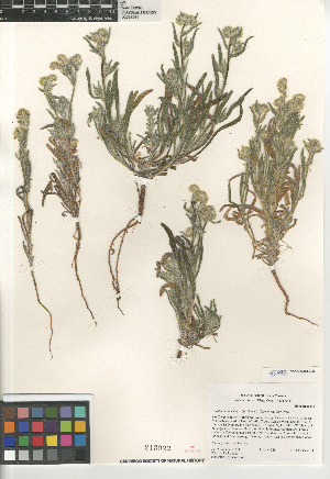  (Cryptantha barbigera barbigera - CCDB-24804-E02)  @11 [ ] CreativeCommons - Attribution Non-Commercial Share-Alike (2015) SDNHM San Diego Natural History Museum