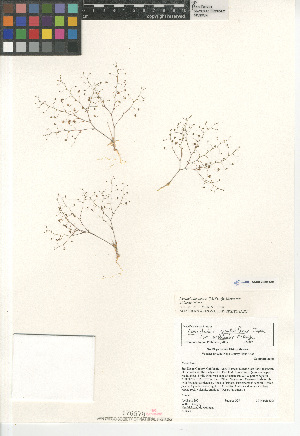  (Nemacladus tenuis aliformis - CCDB-24804-G01)  @11 [ ] CreativeCommons - Attribution Non-Commercial Share-Alike (2015) SDNHM San Diego Natural History Museum
