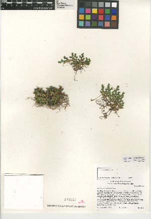  (Selaginella eremophila - CCDB-24906-B01)  @11 [ ] CreativeCommons - Attribution Non-Commercial Share-Alike (2015) SDNHM San Diego Natural History Museum
