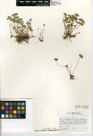  (Marsilea vestita subsp. vestita - CCDB-24906-B03)  @11 [ ] CreativeCommons - Attribution Non-Commercial Share-Alike (2015) SDNHM San Diego Natural History Museum