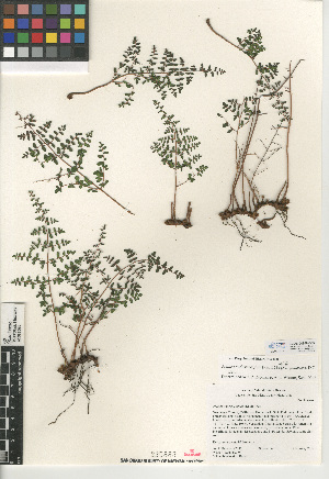  (Pellaea andromedifolia var. pubescens - CCDB-24906-B05)  @11 [ ] CreativeCommons - Attribution Non-Commercial Share-Alike (2015) SDNHM San Diego Natural History Museum