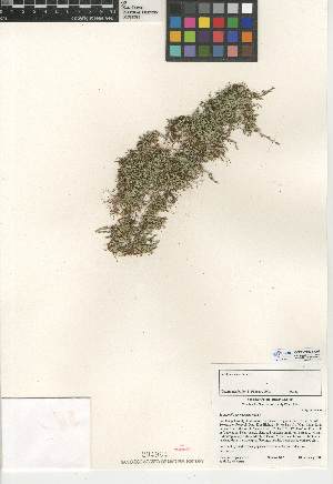  (Selaginella cinerascens - CCDB-24906-C01)  @11 [ ] CreativeCommons - Attribution Non-Commercial Share-Alike (2015) SDNHM San Diego Natural History Museum
