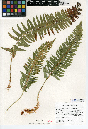  (Polystichum imbricans subsp. imbricans - CCDB-24906-C03)  @11 [ ] CreativeCommons - Attribution Non-Commercial Share-Alike (2015) SDNHM San Diego Natural History Museum